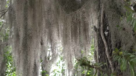 Georgia-Okefenokee-Drapeado-De-Musgo-Español