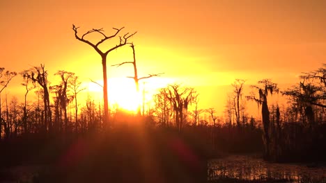 Georgia-Okefenokee-Sol-Caliente-En-Pantano