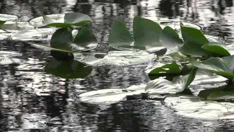 Georgia-Okefenokee-Lily-Pads-And-Reflections-Pan