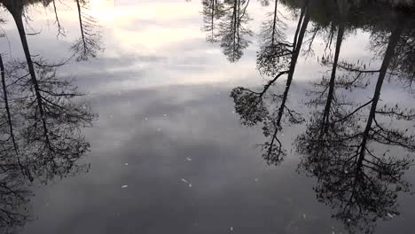 Georgia-Okefenokee-Mit-Blick-Auf-Reflexionen