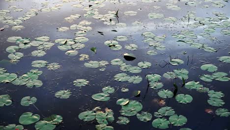 Georgia-Okefenokee-Many-Lily-Pads