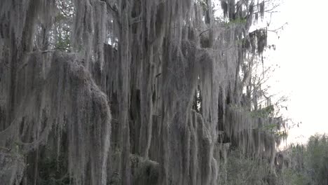 Georgia-Okefenokee-Passing-Spanish-Moss