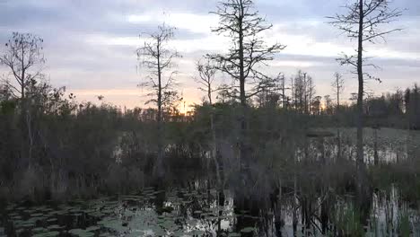 Georgia-Okefenokee-Passing-Trees-In-The-Swamp
