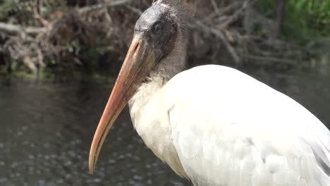 Georgia-Okefenokee-Cabeza-De-Cigüeña-De-Cerca