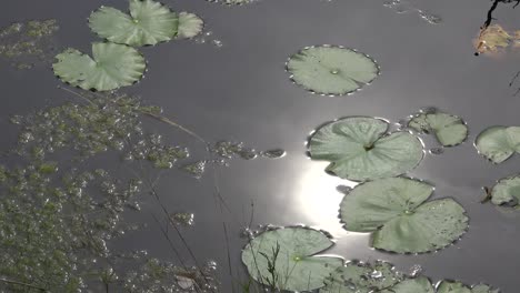 Georgia-Okefenokee-Sonne-Auf-Dem-Wasser-Mit-Seerosenblättern