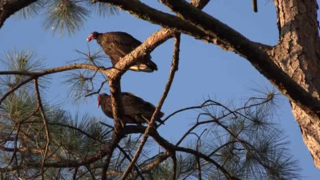 Georgia-Okefenokee-Sol-Brilla-Sobre-Buitres-En-Un-Pino