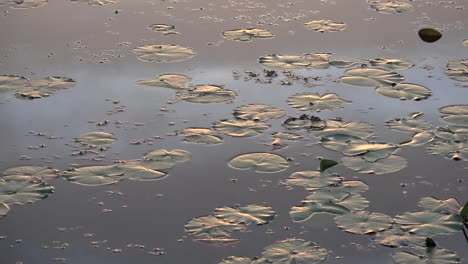 Georgia-Okefenokee-Sonne-Scheint-Auf-Seerosenblätter