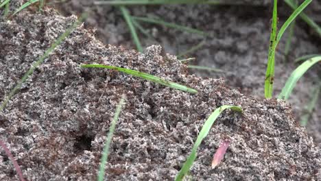 Georgia-Okefenokee-Swarm-Of-Fire-Ants