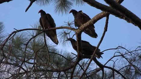 Georgia-Okefenokee-Three-Vultures-On-Pine-Branches