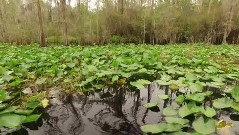 Georgia-Okefenokee-Neigt-Sich-Zu-Seerosenblättern