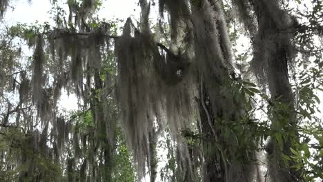 Georgia-Okefenokee-Tree-With-Spanish-Moss-Pan