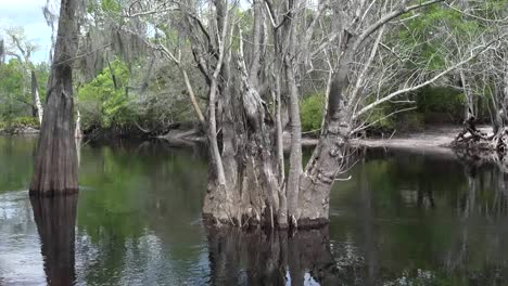 Georgia-Okefenokee-Bäume-Und-Wasser-Zoom-And