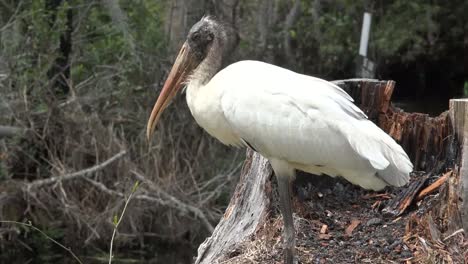 Georgia-Okefenokee-Cigüeña-Blanca-Acercar