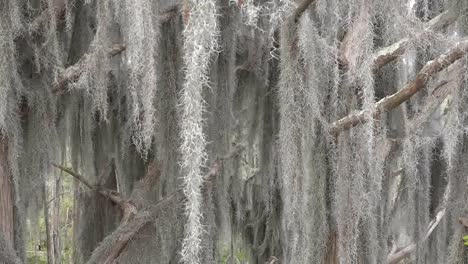 Georgia-Okefenokee-Zooms-On-Spanish-Moss-Detail