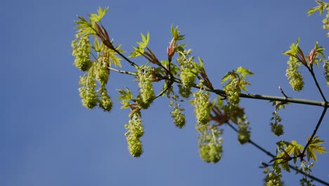 Oregon-Floreciente-árbol-De-Arce-De-Hoja-Grande