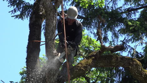 Oregon-Klettert-Und-Schneidet-In-Einen-Baum