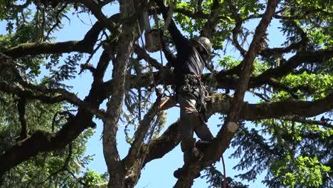 Cortador-De-árbol-Inclinable-Oregon