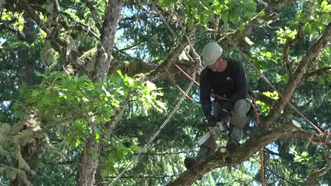 Oregon-Zooms-On-Tree-Cutter