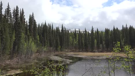 Alaska-Spruce-Forest-By-Beaver-Pond