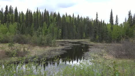 Alaska-Fichtenwald-Reflexionen-Reflection