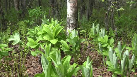 Alaska-Zoomt-An-Birken-Vorbei-An-Pflanzen