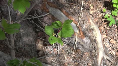 Alaska-Zooms-On-Small-Plant