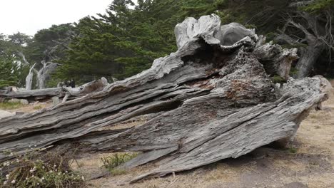 Kalifornien-17-Mile-Drive-Ghost-Tree-Stump-Mit-Menschen