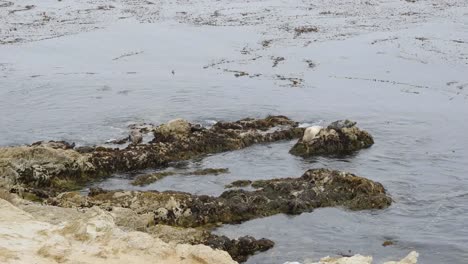 Kalifornien-17-Mile-Drive-Seal-Rock-Hafenrobben