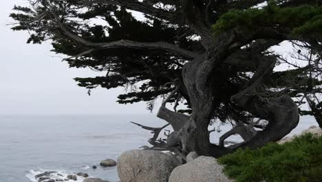 Ciprés-De-17-Millas-De-California-En-Vivo-En-El-árbol-Fantasma