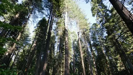 California-Calaveras-Große-Bäume-Kippen-Nach-Oben