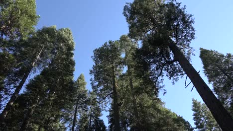 California-Calaveras-Copas-De-Los-árboles