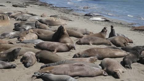 Colonia-De-Elefantes-Marinos-De-California-Grandes-Machos-Luchando