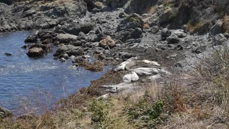 California-Elefante-Marino-Hembras-De-Colonia-En-La-Playa