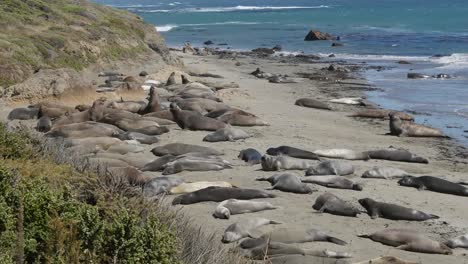 California-Elephant-Seal-Rookery-On-Beach,-Flipping-Sand-Playing