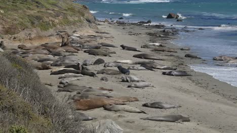 California-Elephant-Seal-Rookery-Seals-On-Beach