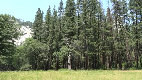 Kalifornien-Yosemite-Wald-Und-Neugieriger-Baum