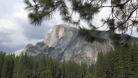 Kalifornien-Yosemite-Pine-Branch-Und-Half-Dome