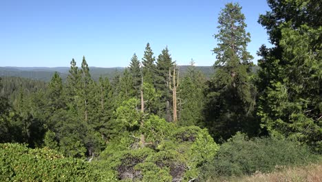 California-Forest-View