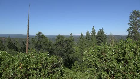 Kalifornischer-Wald-Mit-Totem-Baum