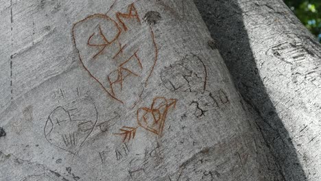 California-Initials-In-Tree-Trunk