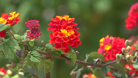 California-Lantana-Camara-Flores-Naranja-Y-Amarillo