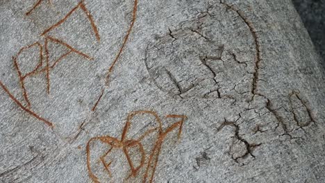 California-Letter-Carved-On-Tree-Trunk