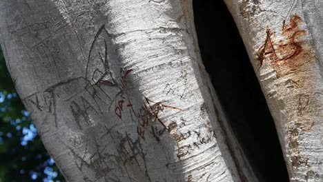 California-Letter-Carving-On-Tree