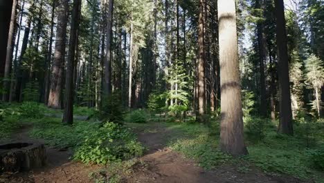 California-Path-In-Forest