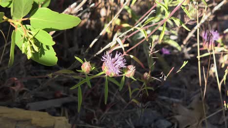 Kalifornien-Lila-Gefranste-Wildblumen