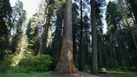 Kalifornien-Kippen-Calaveras-Große-Bäume-Auf