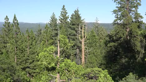 California-Zooms-In-On-Forest-With-Dead-Tree