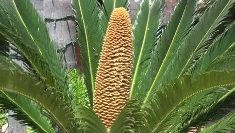 California-Zooms-On-Sago-Palm-With-Large-Cone