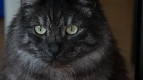 Eyes-Of-A-Grey-Cat