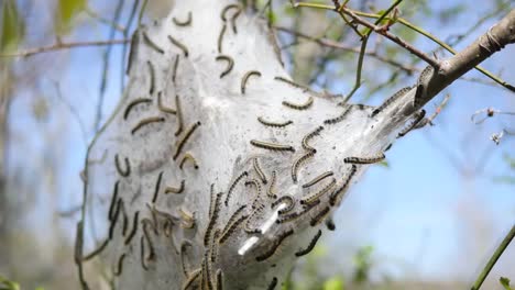 Orugas-De-La-Naturalezaaa-En-La-Web